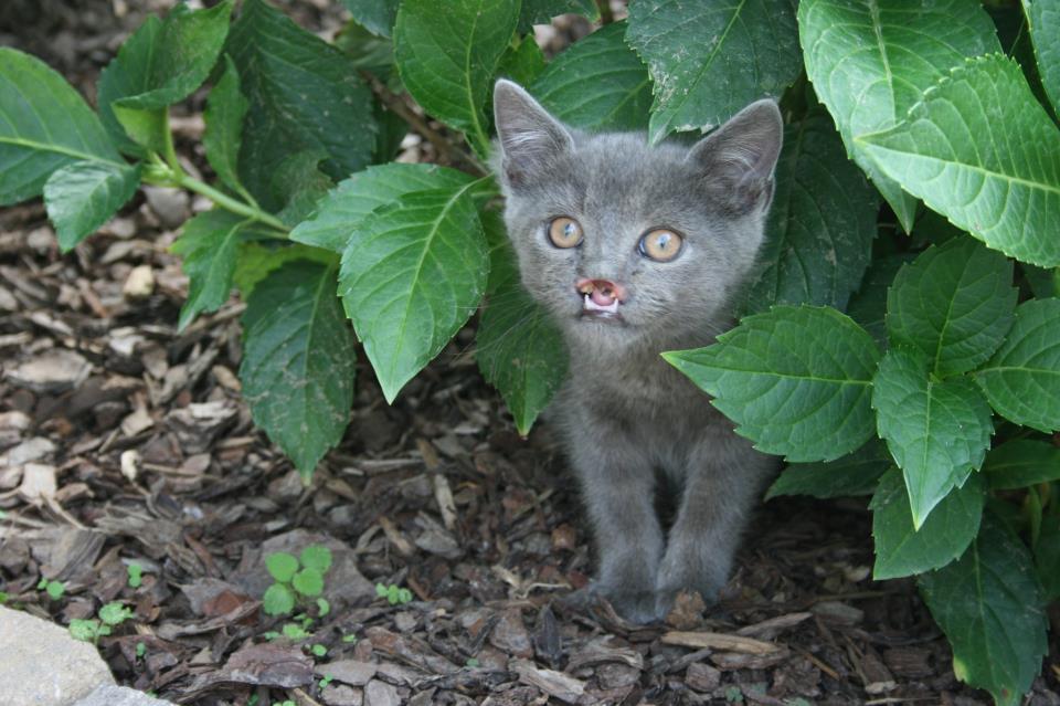 lazarus cat cleft palate, «Вампирский» кот с волчьей пастью 