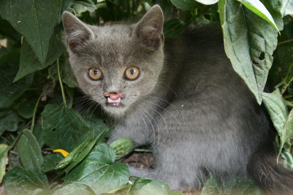 lazarus cat cleft palate, «Вампирский» кот с волчьей пастью 