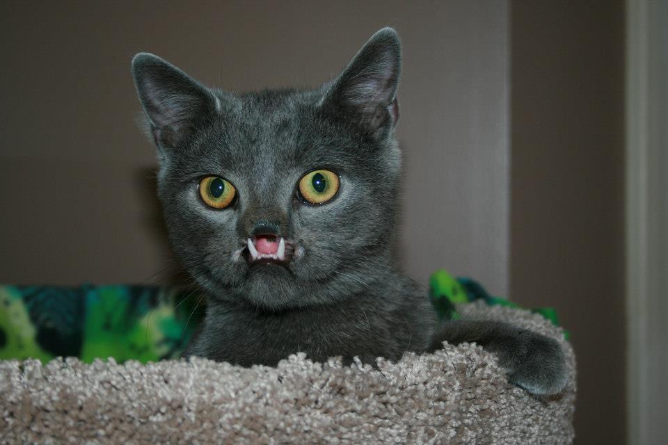 lazarus cat cleft palate, «Вампирский» кот с волчьей пастью 