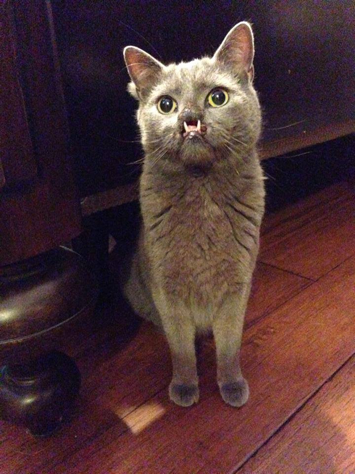 lazarus cat cleft palate, «Вампирский» кот с волчьей пастью 