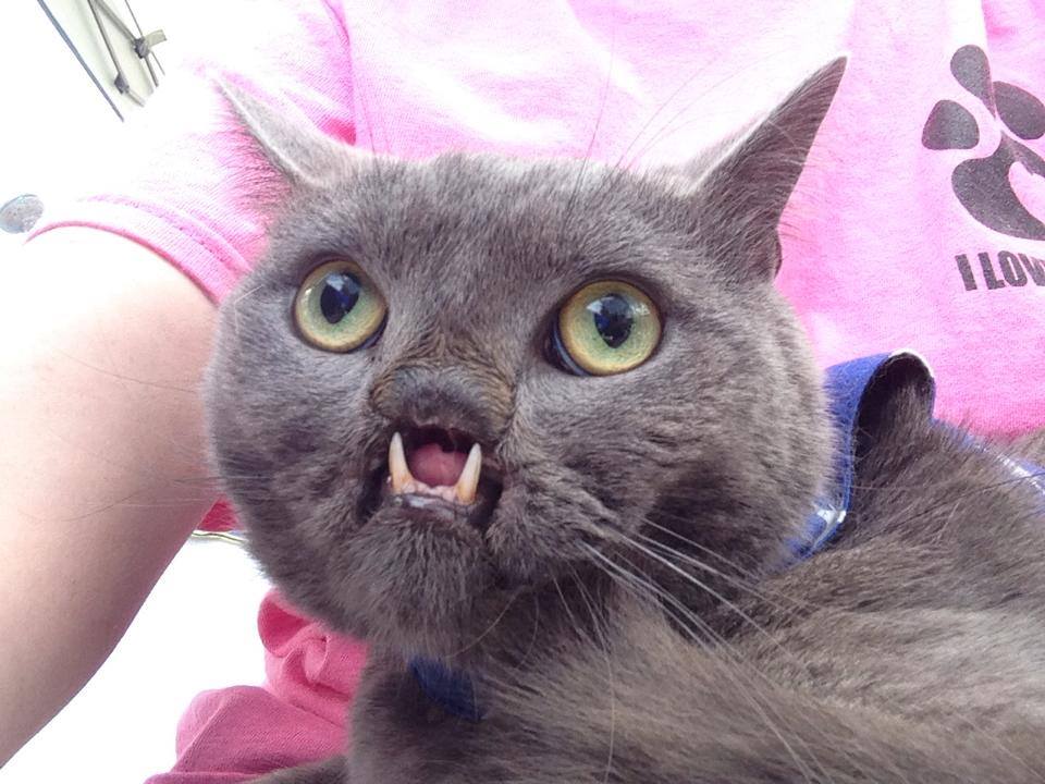 lazarus cat cleft palate, «Вампирский» кот с волчьей пастью 