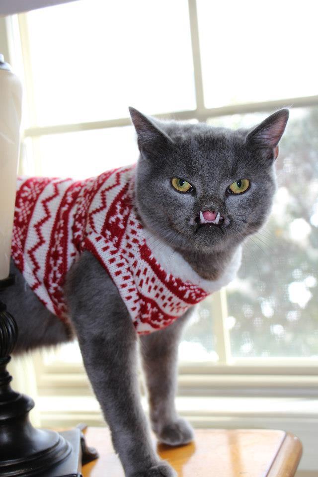 lazarus cat cleft palate, «Вампирский» кот с волчьей пастью 