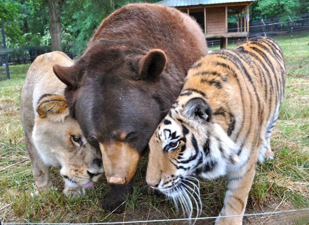 Дружба разных животных фото