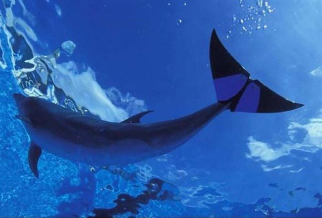 протезы для животных, животные инвалиды протезы, истории животных с протезами