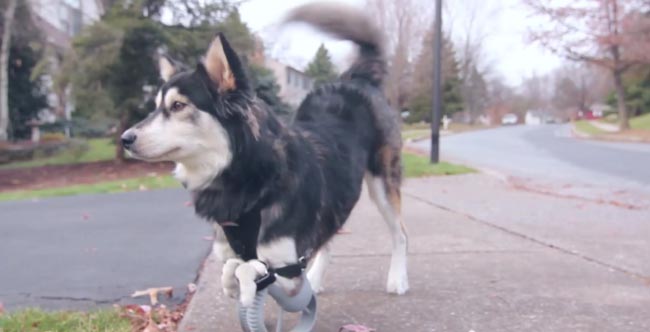 протезы для животных, животные инвалиды протезы, истории животных с протезами