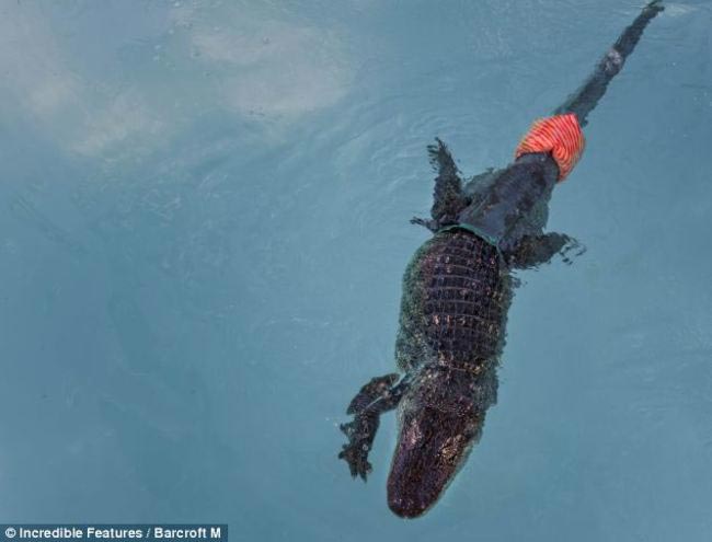 протезы для животных, животные инвалиды протезы, истории животных с протезами