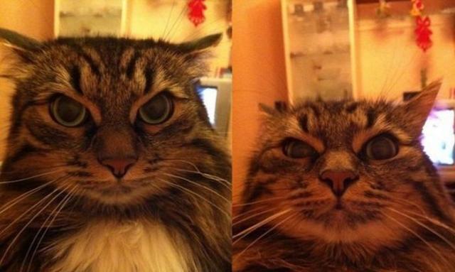 Позитив, юмор, смешные фотографии,прикол