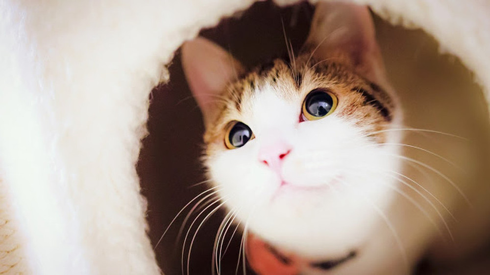 Нежные, легкие, фотографии, весенние, кошки, коты, фотограф, Сейджи Мамия, Seiji Mamiya