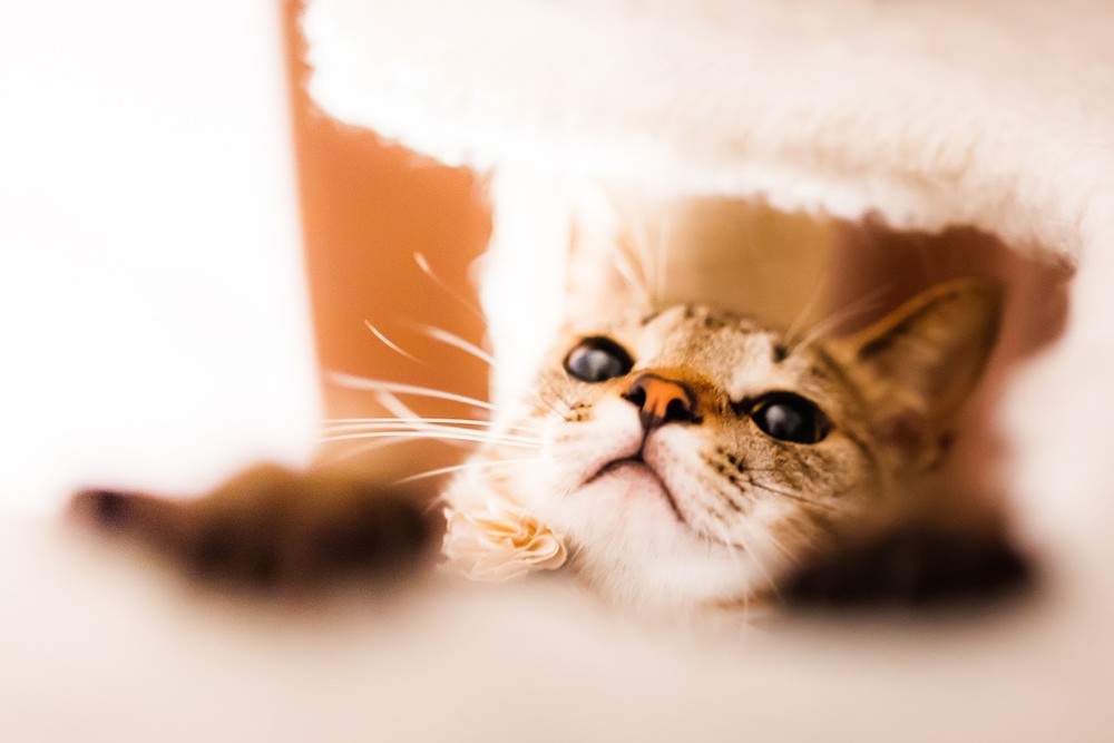 Нежные, легкие, фотографии, весенние, кошки, коты, фотограф, Сейджи Мамия, Seiji Mamiya