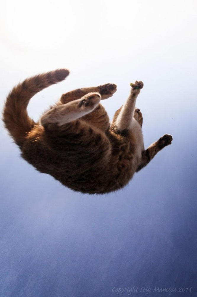 Нежные, легкие, фотографии, весенние, кошки, коты, фотограф, Сейджи Мамия, Seiji Mamiya