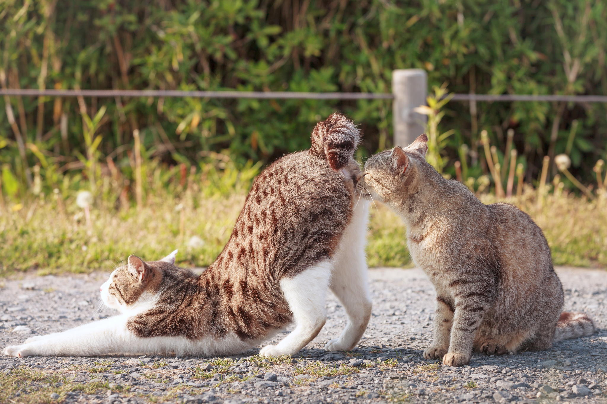 смешные фото животных кошек