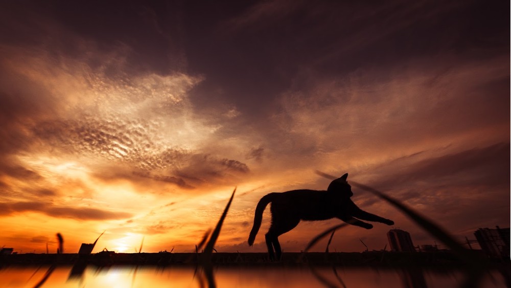 Нежные, легкие, фотографии, весенние, кошки, коты, фотограф, Сейджи Мамия, Seiji Mamiya