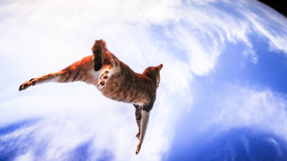 Нежные, легкие, фотографии, весенние, кошки, коты, фотограф, Сейджи Мамия, Seiji Mamiya