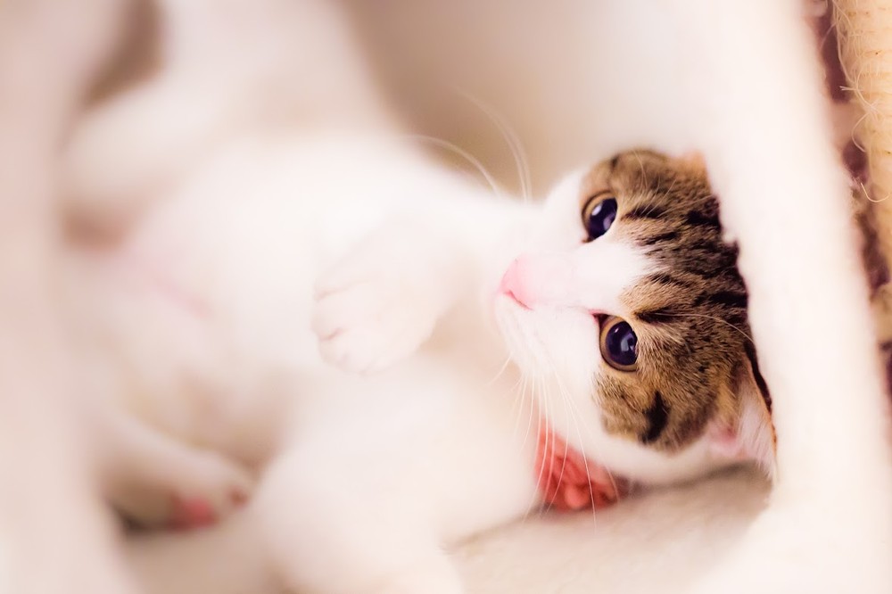 Нежные, легкие, фотографии, весенние, кошки, коты, фотограф, Сейджи Мамия, Seiji Mamiya