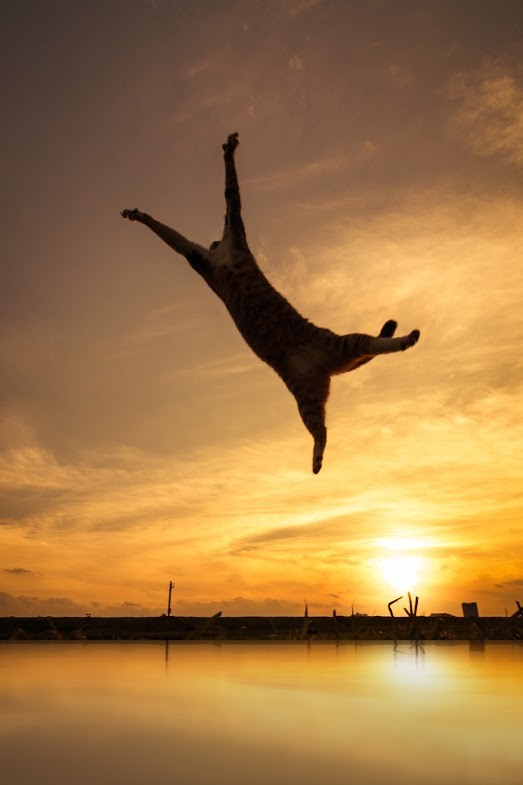 Нежные, легкие, фотографии, весенние, кошки, коты, фотограф, Сейджи Мамия, Seiji Mamiya