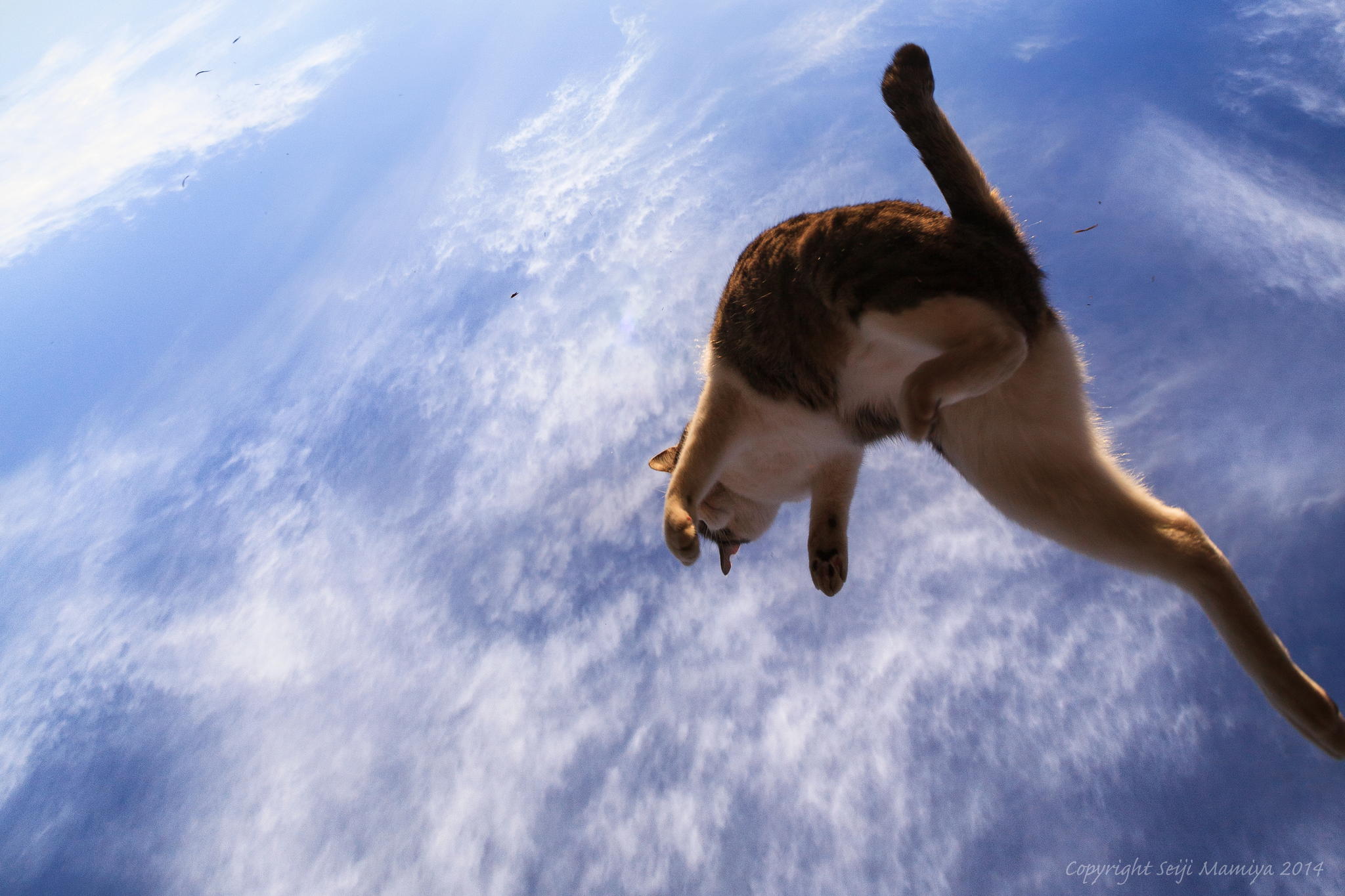 Нежные, легкие, фотографии, весенние, кошки, коты, фотограф, Сейджи Мамия, Seiji Mamiya