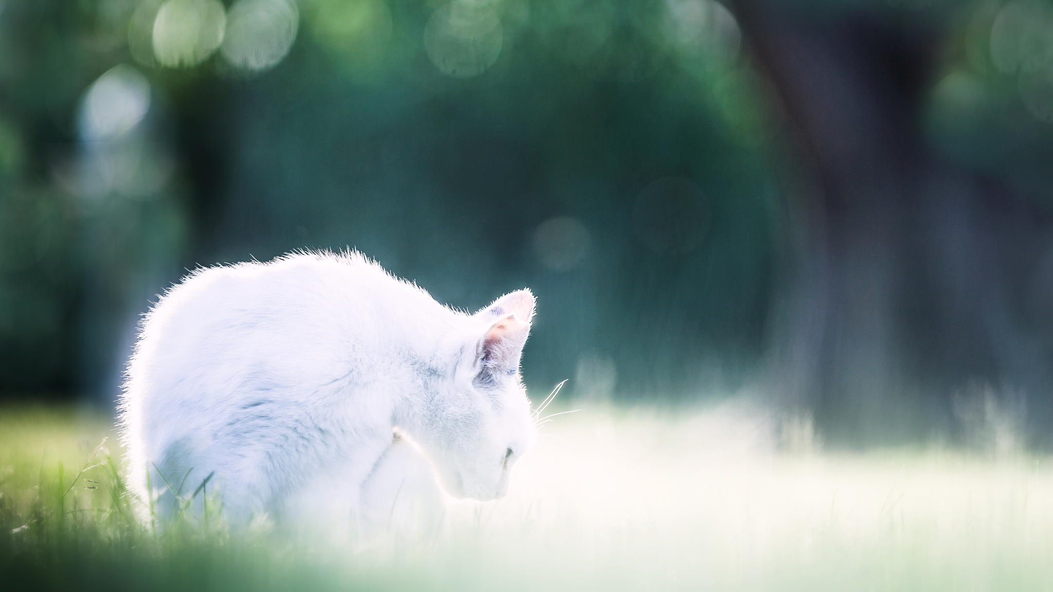 Нежные, легкие, фотографии, весенние, кошки, коты, фотограф, Сейджи Мамия, Seiji Mamiya