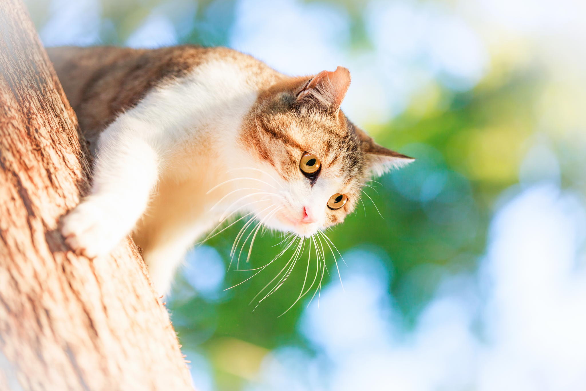 Нежные, легкие, фотографии, весенние, кошки, коты, фотограф, Сейджи Мамия, Seiji Mamiya
