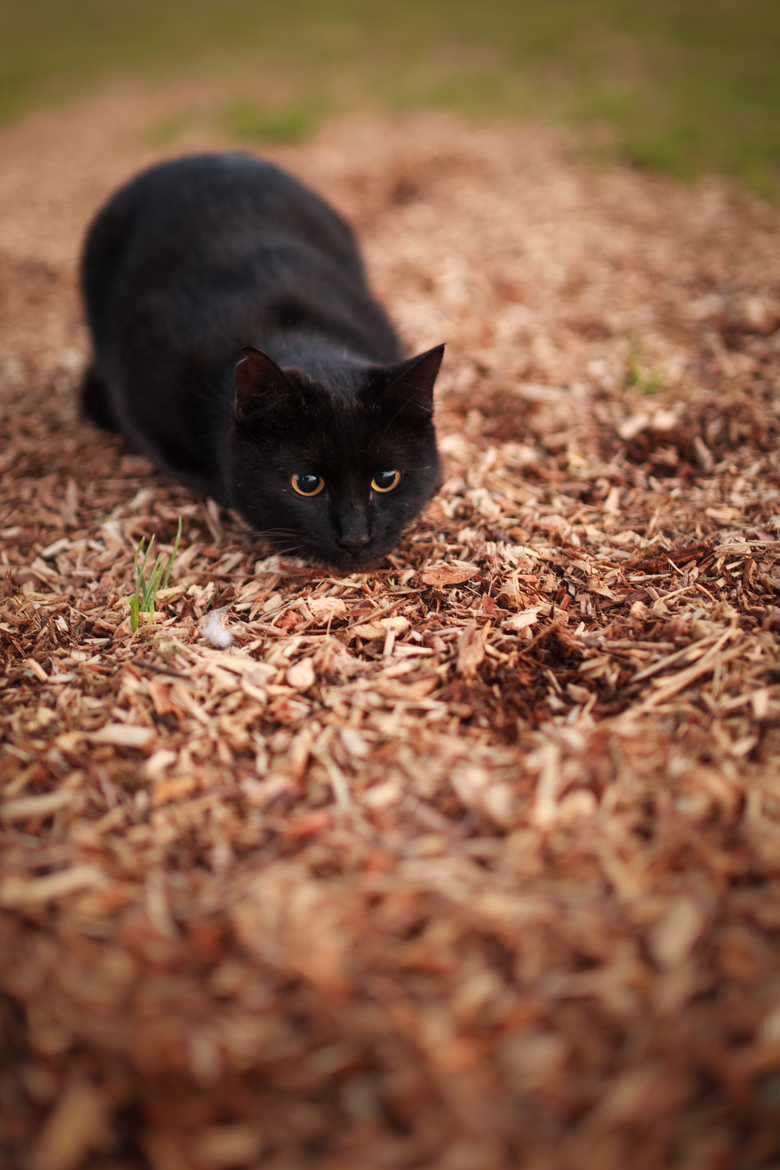 Нежные, легкие, фотографии, весенние, кошки, коты, фотограф, Сейджи Мамия, Seiji Mamiya