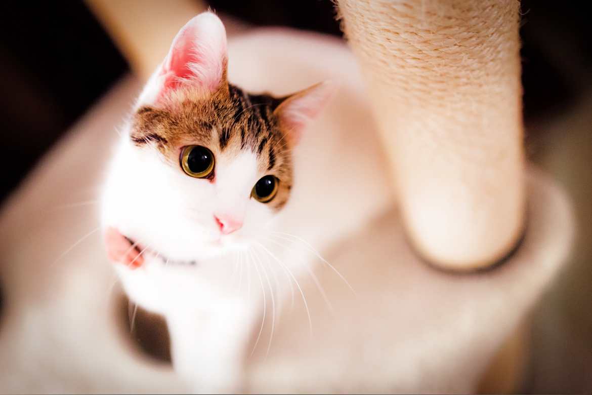 Нежные, легкие, фотографии, весенние, кошки, коты, фотограф, Сейджи Мамия, Seiji Mamiya