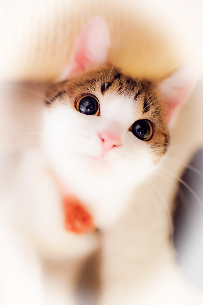 Нежные, легкие, фотографии, весенние, кошки, коты, фотограф, Сейджи Мамия, Seiji Mamiya