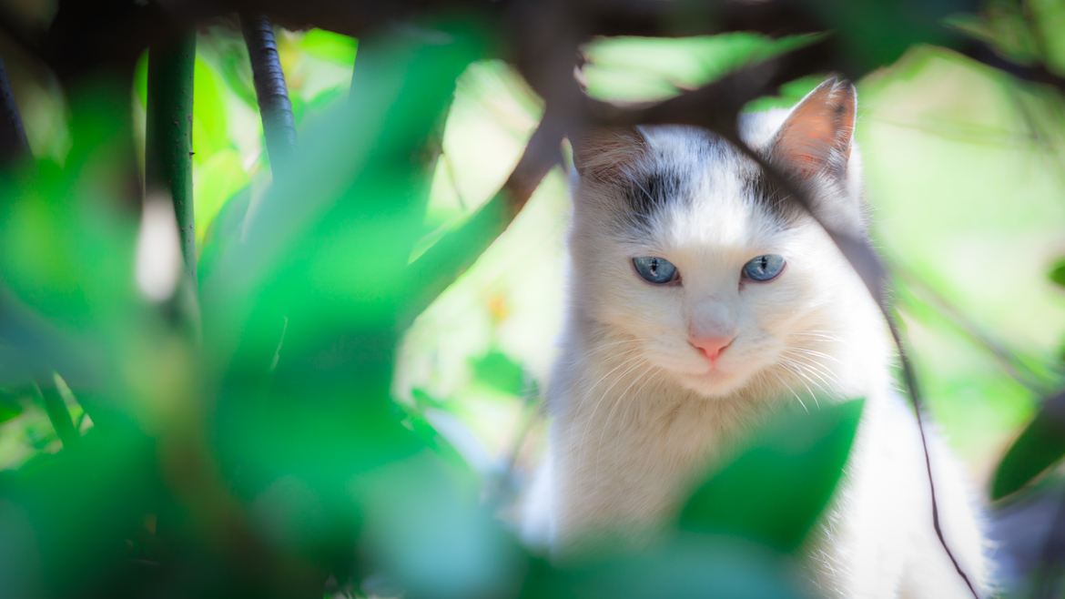 Нежные, легкие, фотографии, весенние, кошки, коты, фотограф, Сейджи Мамия, Seiji Mamiya