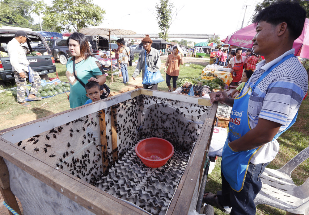 Как в Таиланде разводят съедобных насекомых съедобные насекомые, в Таиланде разводят съедобных насекомых, съедобные насекомые Таиланд