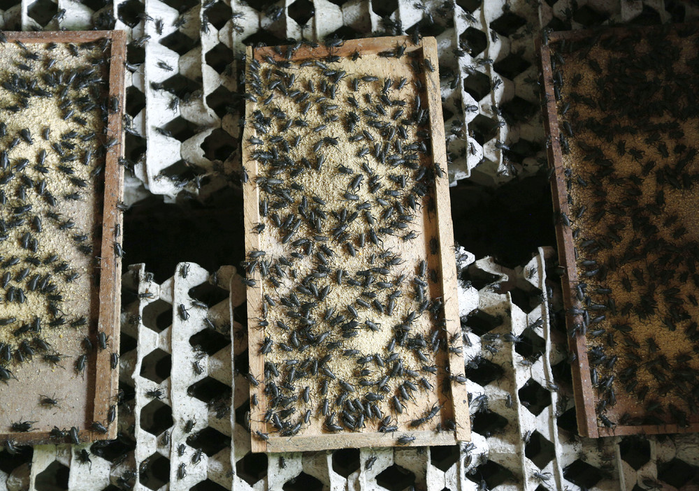 Как в Таиланде разводят съедобных насекомых съедобные насекомые, в Таиланде разводят съедобных насекомых, съедобные насекомые Таиланд