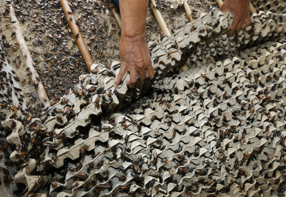 Как в Таиланде разводят съедобных насекомых съедобные насекомые, в Таиланде разводят съедобных насекомых, съедобные насекомые Таиланд