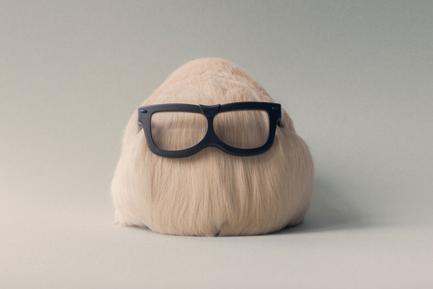 Booboo Бубу, самая милая морская свинка, очаровательная морская свинка