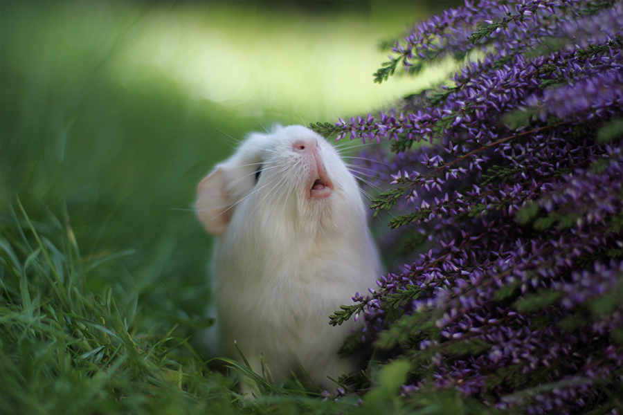 Booboo Бубу, самая милая морская свинка, очаровательная морская свинка