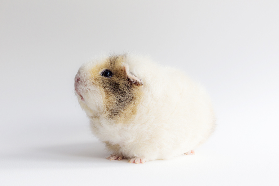 Booboo Бубу, самая милая морская свинка, очаровательная морская свинка