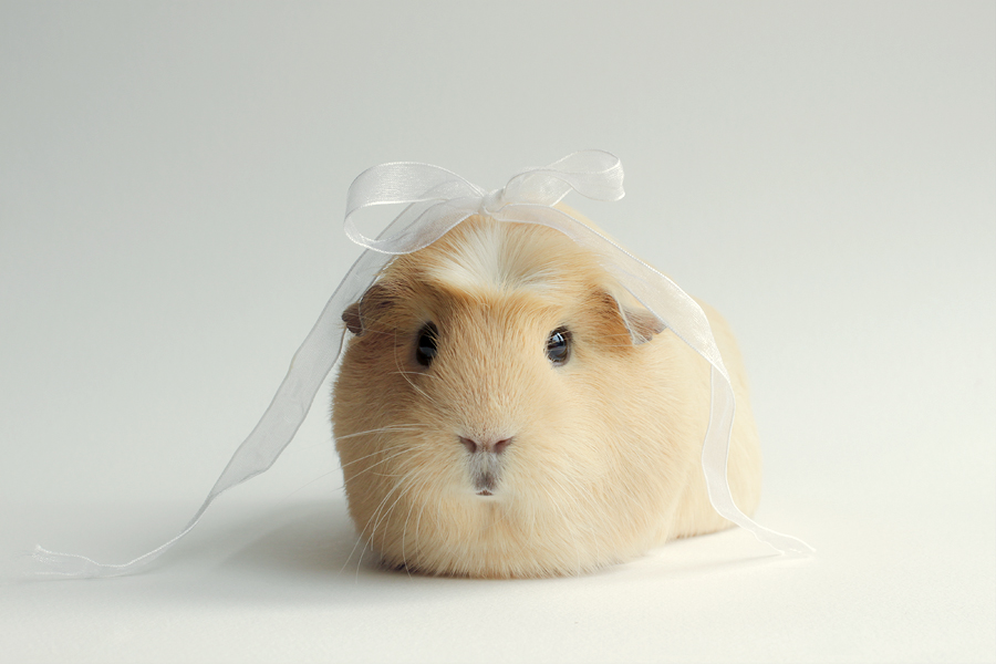 Booboo Бубу, самая милая морская свинка, очаровательная морская свинка