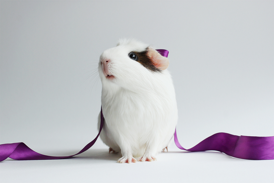 Booboo Бубу, самая милая морская свинка, очаровательная морская свинка