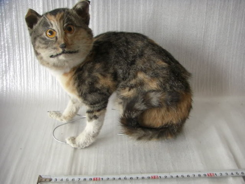 Самые провальные и смешные творения таксидермистов провалы таксидермистов, самые уродливые чучела животных, смешные чучела таксидермистов