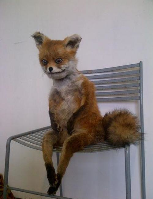 Самые провальные и смешные творения таксидермистов провалы таксидермистов, самые уродливые чучела животных, смешные чучела таксидермистов