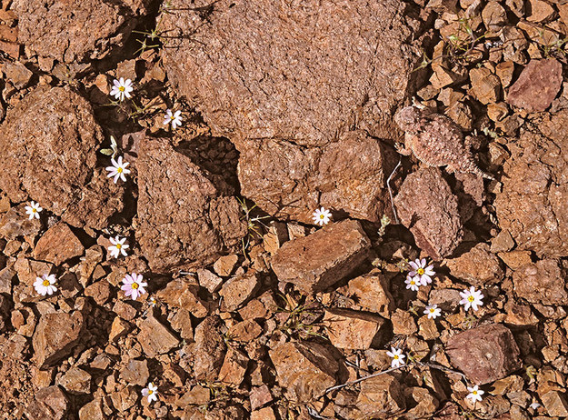 самая маскировка животных, самая маскировка насекомых, мастера маскировки