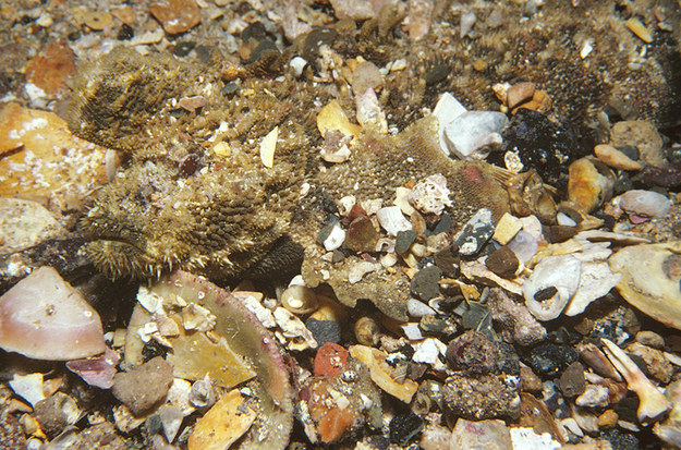 самая маскировка животных, самая маскировка насекомых, мастера маскировки