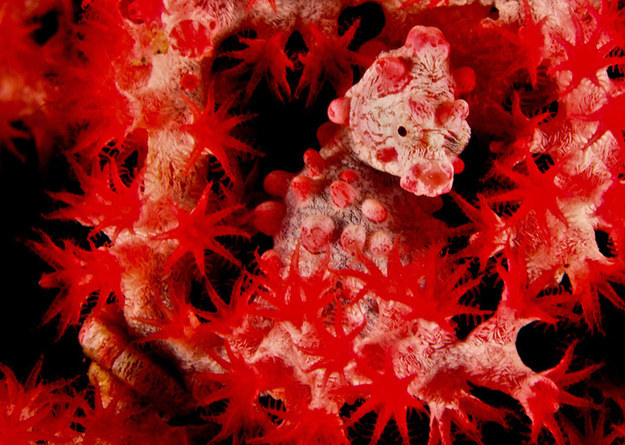 самая маскировка животных, самая маскировка насекомых, мастера маскировки