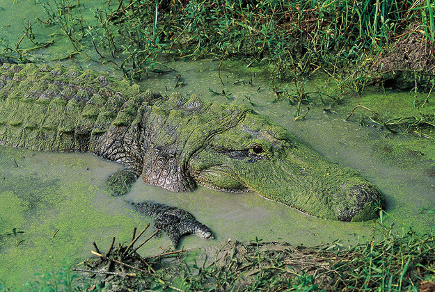 самая маскировка животных, самая маскировка насекомых, мастера маскировки