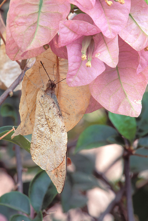самая маскировка животных, самая маскировка насекомых, мастера маскировки