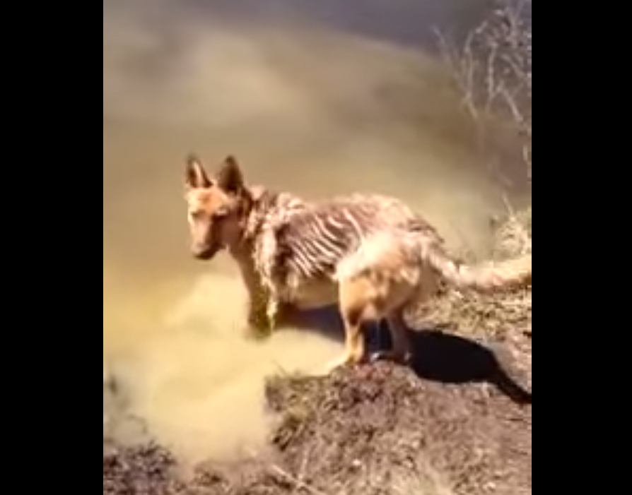 Немецкая овчарка устроила настоящую истерику не желая выходить из воды овчарка не хочет выходить из воды