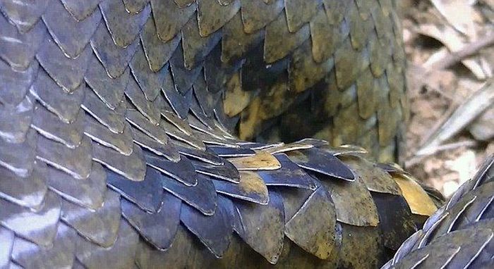 Поймал анаконду на рыбалке, Себастьян Баскуле, Sebastian Baskule