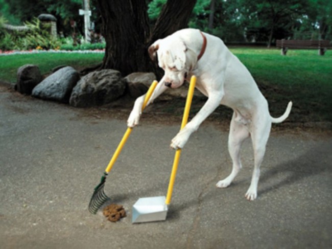 самостоятельные собаки, собаки которым не нужен хозяин, независимые собаки