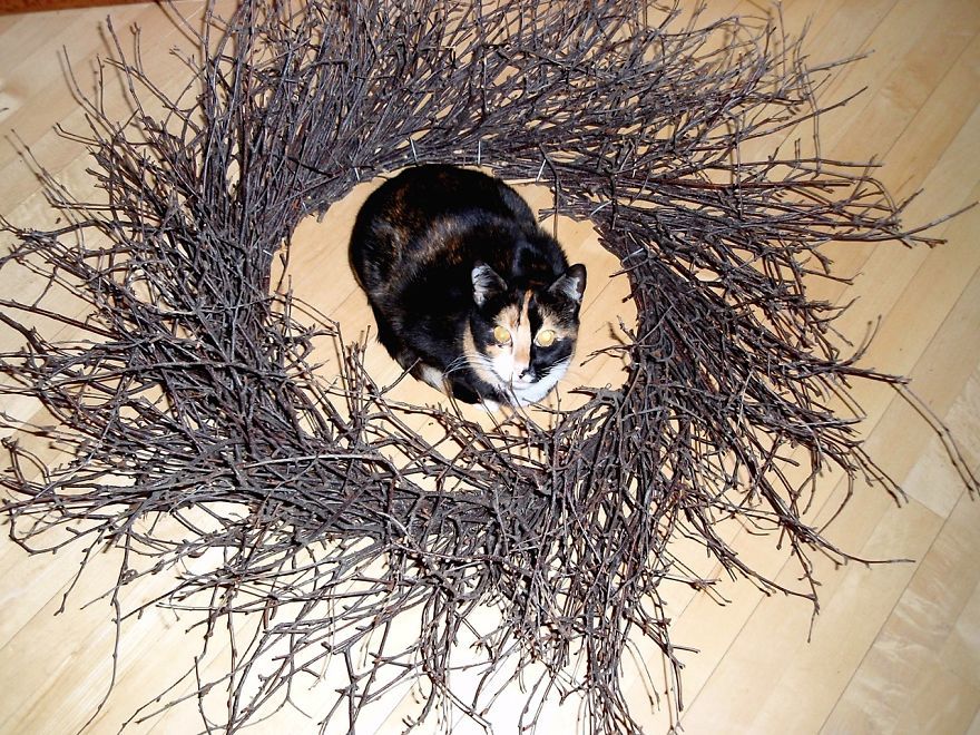 ловушка для кота, изолента кот ловушка