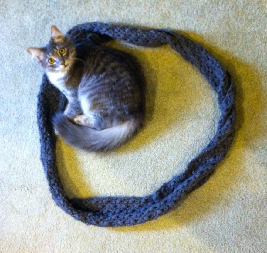 ловушка для кота, изолента кот ловушка