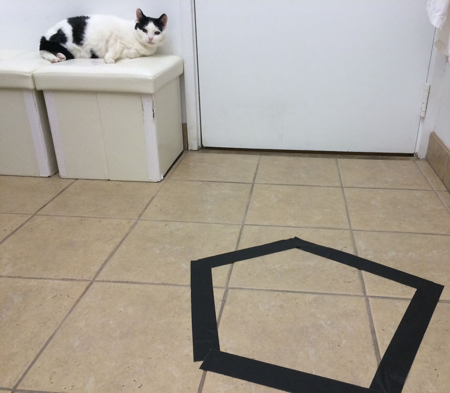 ловушка для кота, изолента кот ловушка