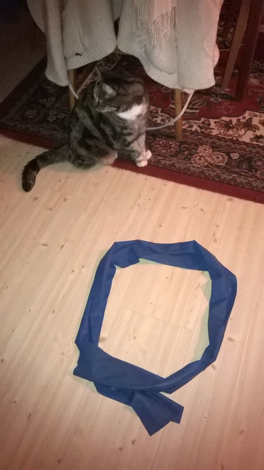 ловушка для кота, изолента кот ловушка