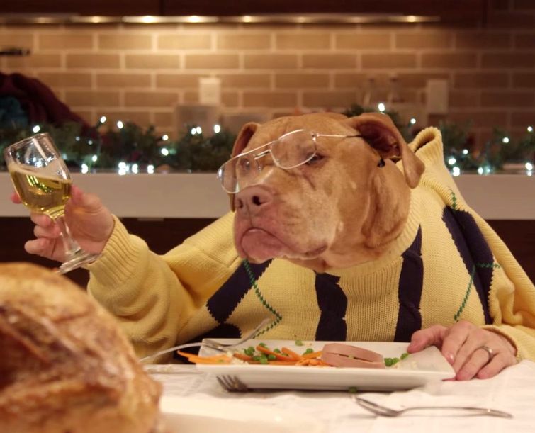 13 голодных собак и один недовольный кот едят праздничный ужин.. руками людей! животные едят руками людей, животные едят человеческими руками, животные за столом