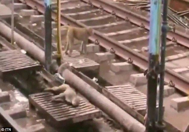 обезьяну ударило током, обезьяна герой, обезьяна спасла жизнь другу ударило током